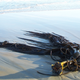A clump of southern bull kelp discovered on Antarctica’s King George Island.
